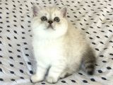 British Shorthair Yavru