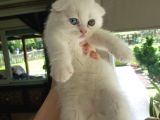 Scottish Fold Odd Eyes