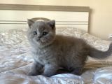 British Shorthair Lilac