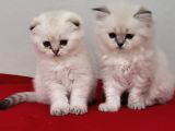 İki disi birtanesi longhair cins british shorthair sahibinden teslime hazir oyuncu yawrularimiz sakindir 