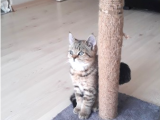 British Shorthair Kediler | Popüler Cins, Uygun Fiyatlarla