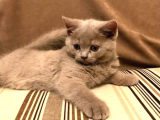Sağlıklı ve Sevecen British Shorthair Yavruları | En İyi Pet Satış Sitesi
