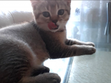 British Shorthair Kedileri - Orijinal Safkanlar | Uygun Fiyatlarla Satışta