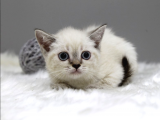 British Shorthair Kedileri - Sağlık Garantili | Güvenilir Satış Sitesi