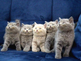 Muhteşem British Shorthair Kedileri | En İyi Genetik Özellikler
