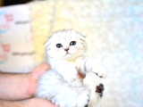Sevimli ve Orijinal Scottish Fold Yavruları | En İyi Pet Satış Sitesi