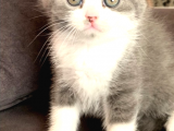 Scottish Fold Kedileri - Orijinal Safkanlar | Uygun Fiyatlarla Satışta