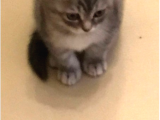Scottish Fold Kedileri - Sağlık Garantili | Güvenilir Satış Sitesi