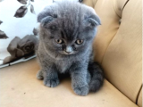 Muhteşem Scottish Fold Kedileri | Kulaklarıyla Benzersiz Güzellik