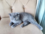 Scottish Fold Kedileri - Karakteristik Özellikler, Eşsiz Deneyim