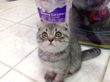 Scottish Fold Kedileri - Popüler Cins, İdeal Ev Arkadaşları