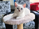 Scottish Fold Kedileri - Sevecen ve Oyuncu Yavrular | En İyi Fiyatlar