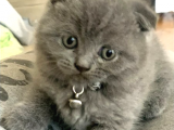 Scottish Fold Kedileri - Benzersiz Görünüm, Sınırsız Sevgi