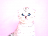 Scottish Fold Kedileri - Karakteristik Özelliklerle Şıklık