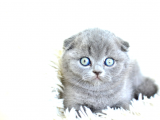Scottish Fold Kedileri - İçten Bakışlar, Sonsuz Sevgi