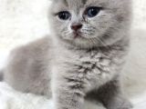 British shorthair yavru kedi