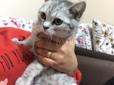Eşsiz Amerikan Shorthair Kedileri | En İyi Pet Satış Sitesi