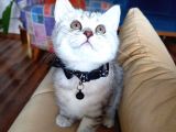 British Silver Tabby Uygun Sahiplenme / Sahiplendirme