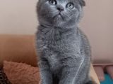 A Kalite Scottish Fold Sahiplenme / Sahiplendirme