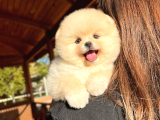 Büyümeyen cins Pomeranian Boo Bebekler Sahiplenme / Sahiplendirme
