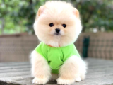 Ayıcık yüzlü pomeranian boo bebek Sahiplenme / Sahiplendirme