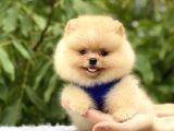 Teddy bear pomeranian boo Sahiplenme / Sahiplendirme