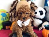 Eğitimli toy poodle yavru Sahiplenme / Sahiplendirme