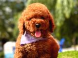 Pofuduk toy poodle yavrular Sahiplenme / Sahiplendirme