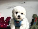 Dünya tatlısı maltese terrier yavru