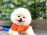 Ayıcık surat Pomeranian boo sahiplenme / sahiplendirme