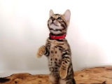 Bengal Kedisi - Vahşi Güzellik Evde | En İyi Pet Satış Sitesi