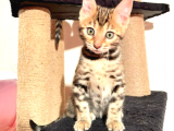 Bengal Kedisi - Vahşi Enerji, Sevecen Kalp