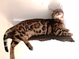 Bengal Kedisi - Leoparın Zarafeti, Evdeki Sevgi