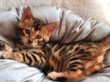 Bengal Kedisi - Eşsiz Desenler, Benzersiz Deneyim