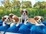 Cavalier King yavru fiyat sahiplenme / sahiplendirme