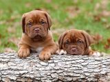 Fransız mastiff yavru fiyat sahiplenme / sahiplendirme