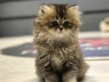 British Longhair Yavru Fiyat Sahiplenme / Sahiplendirme