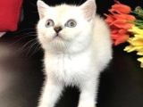 British Shorthair Yavru Fiyat Sahiplenme / Sahiplendirme