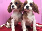 Ped eğitimli cavalier king charles yavru sahiplenme / sahiplendirme