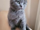 Top Kafa Scottish Fold Yavru Fiyat Sahiplenme / Sahiplendirme