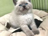 Ayı Surat British Shorthair Blue Point Yavru Fiyat Sahiplenme / Sahiplendirme