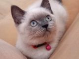 British Shorthair Blue Point Dişi Yavru Fiyat Sahiplenme / Sahiplendirme