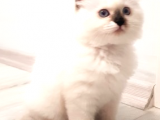 Ragdoll Kedileri - Sıcaklığın ve Sevecenliğin Temsilcisi | En İyi Pet Satış Sitesi