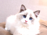 Ragdoll Kedileri - Sevgi Dolu Kucağınızın İçinde