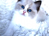 Ragdoll Kedisi - Kucak Dolusu Sevgi, Yürek Dolusu Sadakat