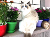 Ragdoll Kedileri - Sevginin Rengi Mavi Gözlerde Saklı