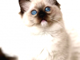 Ragdoll Kedisi - Sıcacık Bir Dostluğun Başlangıcı