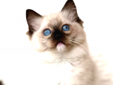 Ragdoll Kedileri - Nazik Kalpler, Yumuşak Tüyler