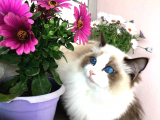 Ragdoll Kedisi - Şefkatli Bir Kucak, Sonsuz Bir İlgi