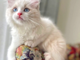 Ragdoll Kedileri - Sevecenlikle Dolu Yürekler